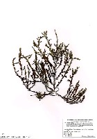 藏品(三角翼枝藻)的圖片